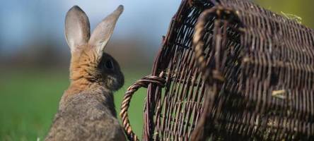 ist ostern bald populärer als weihnachten? eine brauch-expertin erklärt den boom