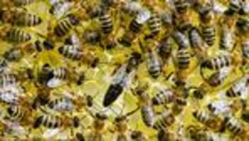 völker gestohlen: wer hat die bienen mitgenommen?