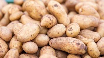bekämpfung von zikaden nun auch bei kartoffeln