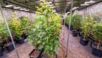 nach teil-legalisierung: drei cannabisclubs in bayern genehmigt