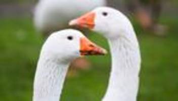 radolfzell am bodensee: gänse-eltern von zug überrollt – bislang ein küken gerettet