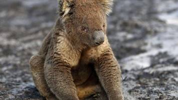 Warum Australien 700 Koalas aus Hubschraubern töten ließ
