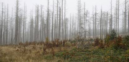 rund ein viertel der wälder muss aufgeforstet werden