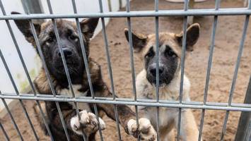 personalnot und marode gebäude: so schlimm ist die lage im tierheim