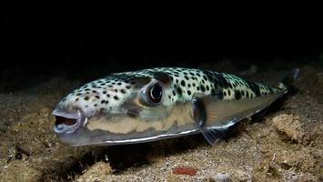 tödlicher kugelfisch im mittelmeer: „es gibt kein gegengift“