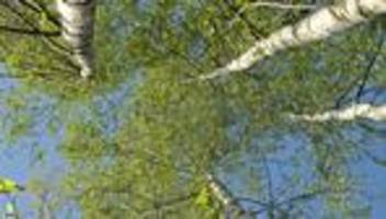 heuschnupfen : frisch verliebt ins grün