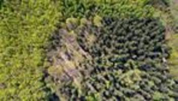 pflanzaktion im osterzgebirge: sächsische unternehmer pflanzen bäume in erzgebirgswald