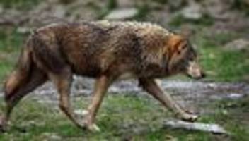 unterfranken: klagen gegen wolfsabschuss in der rhön abgewiesen
