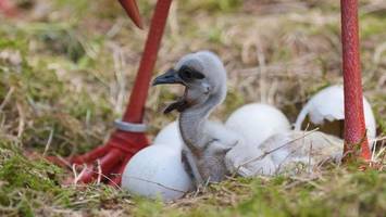 nachwuchs bei den störchen im wildpark eekholt