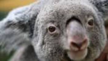 nach brand in nationalpark: warum australien 700 koalas aus der luft abgeschossen hat