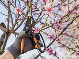 Klein, scharf, günstig: Das sind die besten Gartenscheren