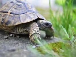 Sehr abenteuerliche Wesen: Schildkröte unternimmt monatelangen Ausflug