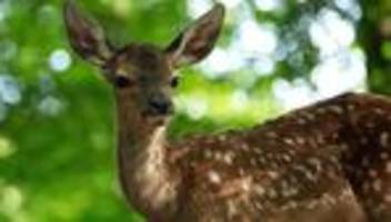 Bambi: Als würde man in einem Trog aus Tannennadelöl ertränkt