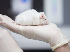 tierversuche: tierversuche für arzneimittel: europa sollte dem vorbild der usa folgen