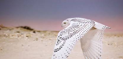 Vogelbestände: Drei Viertel der Arten in Nordamerika im Rückgang