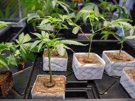 Cannabis: Wie kifft es sich unter Friedrich Merz?