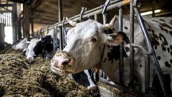 Leberkäs statt Tofu? So schaden Fleisch und Milch dem Klima