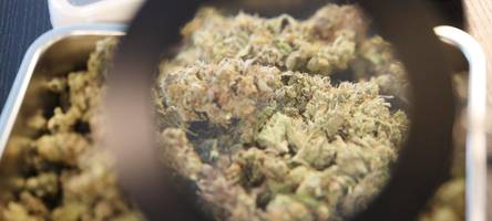 die bayerische verzögerungstaktik beim cannabis-gesetz ist kleingeistig
