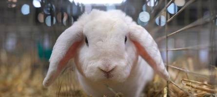 kaninchen tödlich abgemagert: augsburger paar muss strafe wegen tierquälerei zahlen