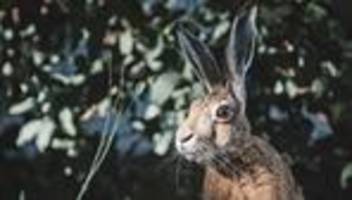 Hase und ich von Chloe Dalton: In die Freiheit hoppeln