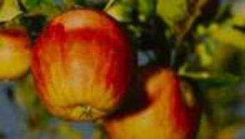 Obstbaufläche im Osten: Der Rest vom Blütenfest