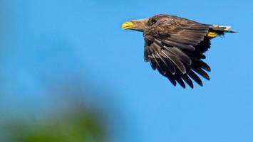 immer mehr seeadler in niedersachsen