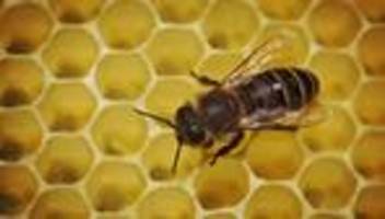 bienen: wieder faulbrut-ausbrüche bei bienen - niedriges niveau