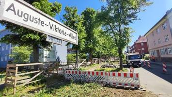 warum 18 alte linden im auguste-viktoria-kiez abgeholzt wurden
