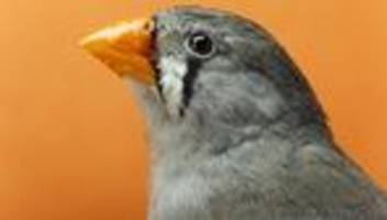 Tiere: Vögel haben keine Ohren. Stimmt's?