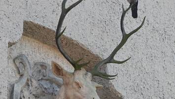 Lost Place in Reinickendorf: Endlich ist es wieder zugänglich