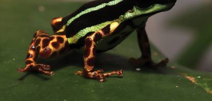 Brasilien: Dieser Pfeilgiftfrosch vom Amazonas trägt Leopardenmuster