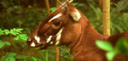 Vietnam: Neue Genanalyse soll Spur zum »asiatischen Einhorn« Saola liefern