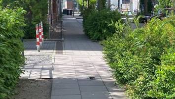 anwohner in altona ekeln sich: rattenbefall direkt am spielplatz