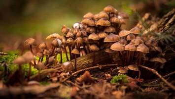 Mehr als 6.000 Pilzarten gibt es zwischen Küste und Harz