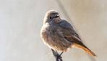 Piepmätze in Garten und Co.: Naturschützer: Bitte Zwitschernde zählen!