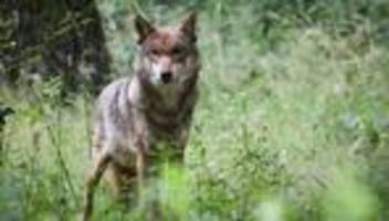 wolfstötung: nach tötung eines wolfes droht minister backhaus anklage