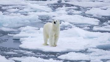 Evolutionsbiologe: „Das Aussterben des Eisbären ist ein Mythos“