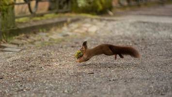 Appell: Jungvögel und Eichhörnchen bei Eltern lassen