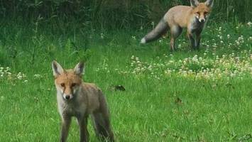 Debatte: Wie viele Tiere dürfen leben auf einem Golfplatz?