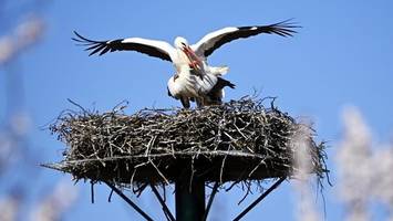 störche in hamburg: 2025 könnte ein rekordjahr werden