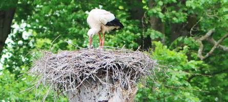 Nachwuchs bei den Augsburger Wildstörchen: Wird der kleine Vogel überleben?