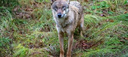 Nach Wolf-Sichtung im Unterallgäu - wo ist das Tier jetzt?