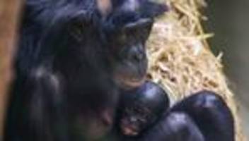Affen-Nachwuchs: Bonobo-Baby im Kölner Zoo geboren