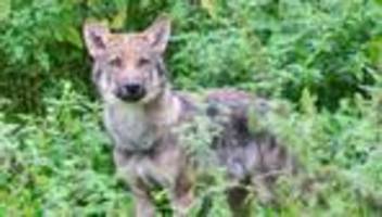 Entscheidung im EU-Parlament: Geringerer Wolfs-Schutz: Reaktionen in Niedersachsen geteilt