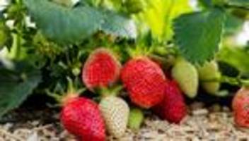Heimisches Obst: Lieblingsfrucht in Rot – Erdbeersaison in NRW startet