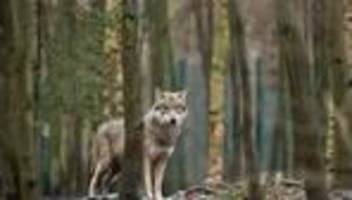 tierschutz: eu-parlament macht weg für mehr wolf-abschüsse frei