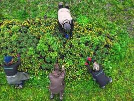 Dienstleister beauftragt?: Wie sich mit Gartenarbeiten Steuern sparen lassen