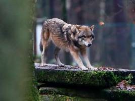 schutzstatus abgesenkt: eu-parlament erlaubt mehr wolf-abschüsse