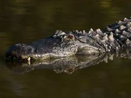 Tödliche Kanutour: Frau stirbt bei Alligator-Kollision in Florida