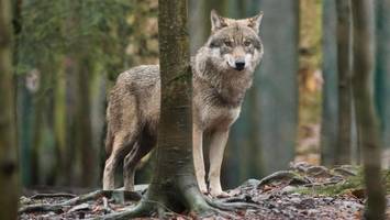 EU-Parlament macht Weg für mehr Wolf-Abschüsse frei